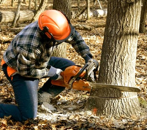 Tree Removal in El Reno, OK